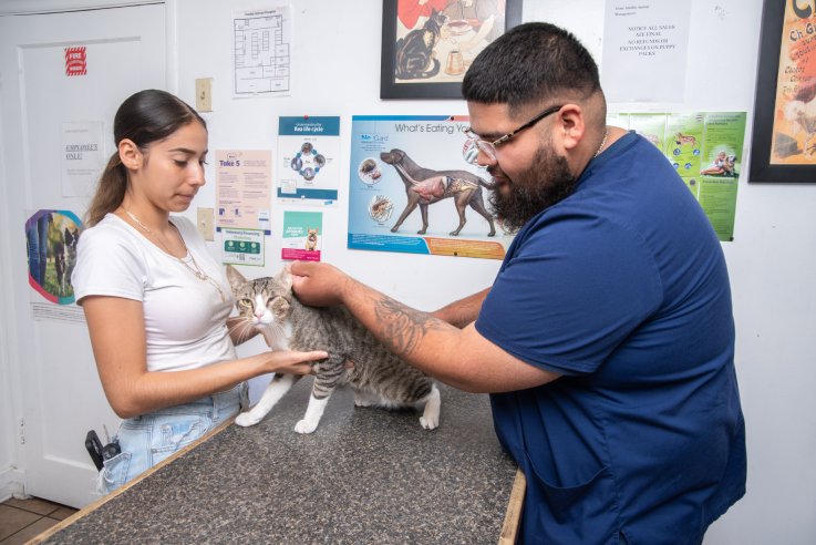 a veterinarian examines a cat's teeth
