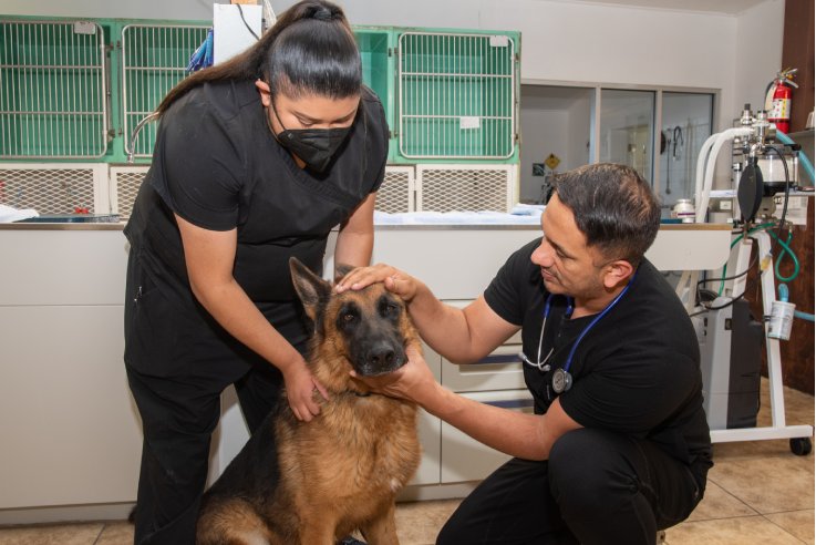 a dog is being examined by a vet
