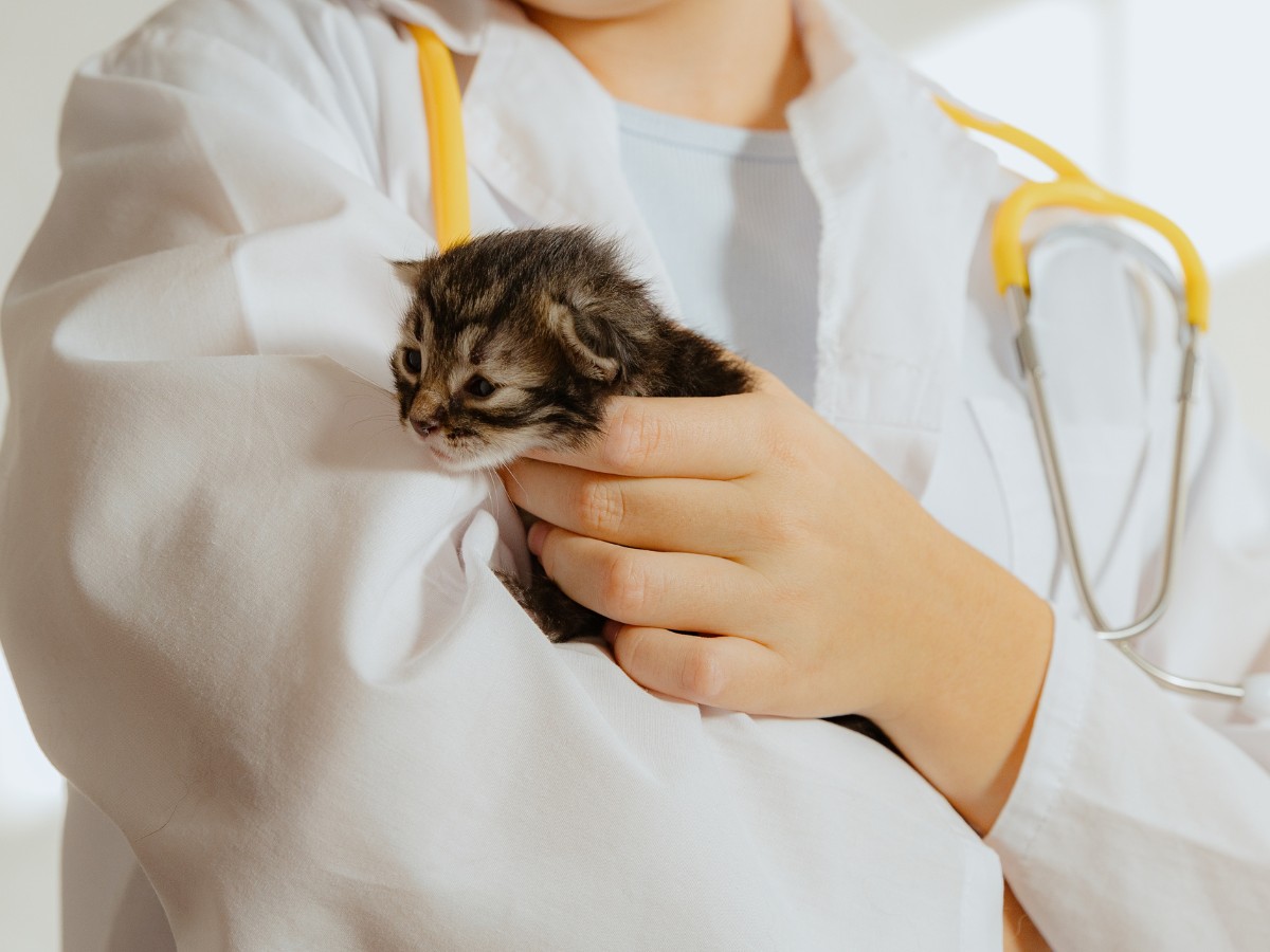 A vet holds a newborn kitten A vet holds a newborn kitten