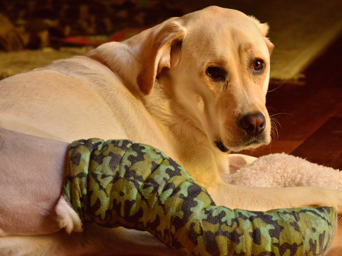 Dog with bandaged hind leg Dog with bandaged hind leg