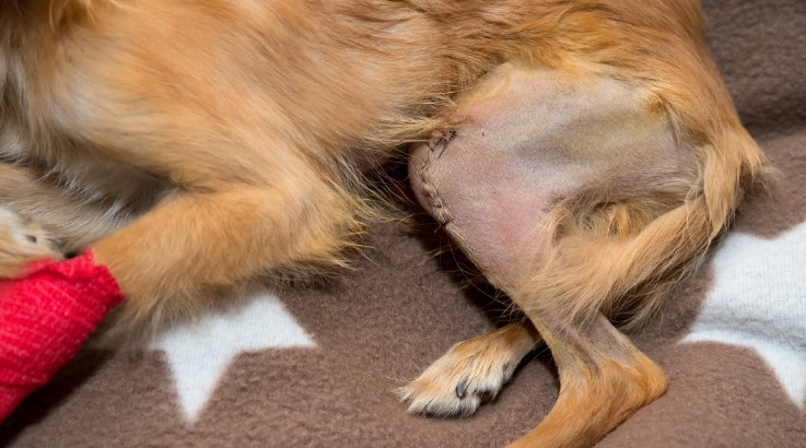 Dog’s hind leg after TPLO surgery Dog's hind leg after TPLO surgery
